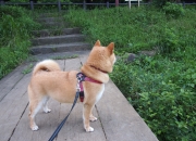 开云体育下载-跨界主宰，当布克的赛道狂飙呼应公牛的传奇穿透