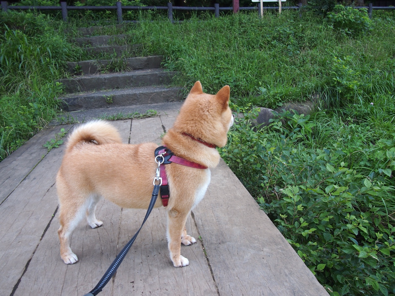 跨界主宰,当布克的赛道狂飙呼应公牛的传奇穿透