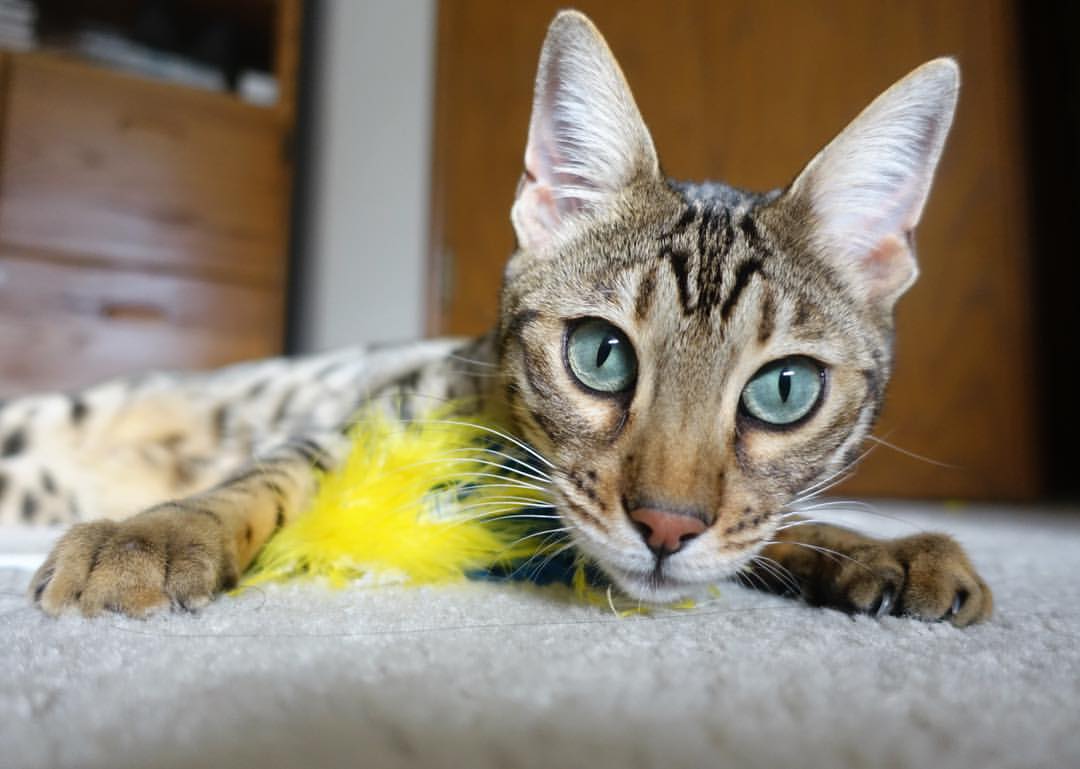 萨内统治全场,厄瓜多尔新星踏平贝蒂斯