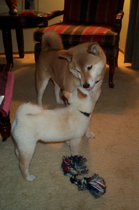 雷霆淘汰奇才，东契奇关键时刻站出来